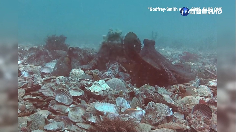 雪梨大學:章魚打架會拿武器 用貝殼扔同類