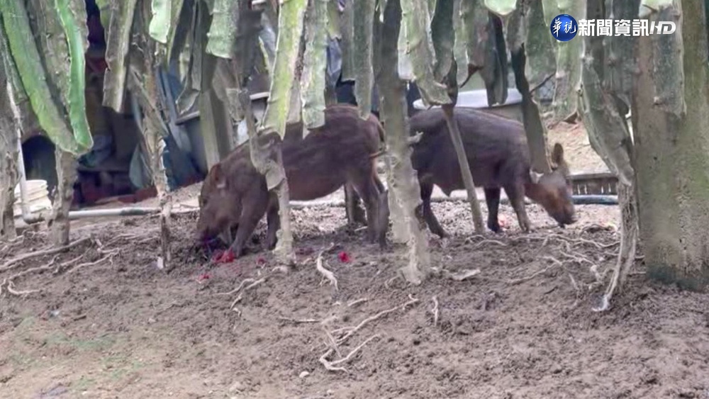 男擅闖農舍獵殺寵物豬 警"竊盜法辦" 主人氣壞