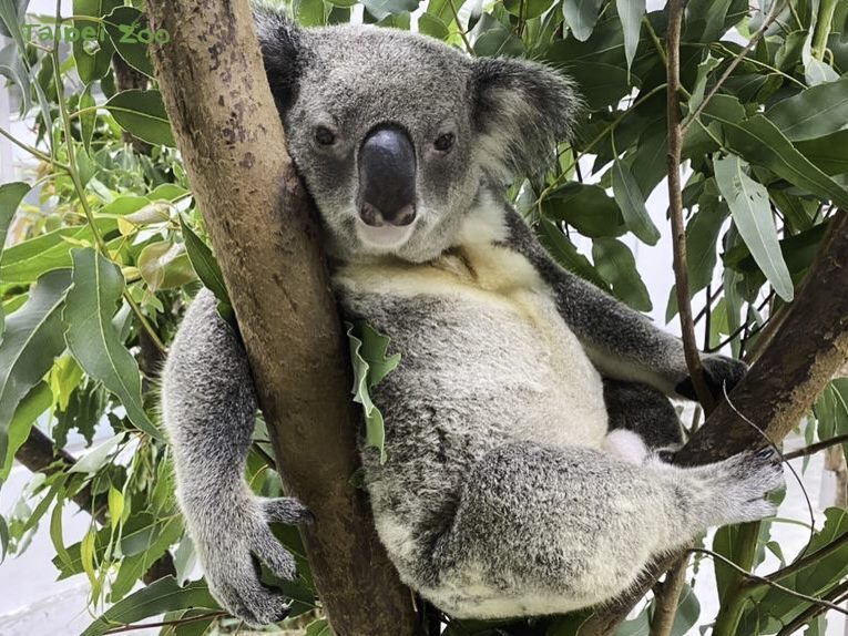 無尾熊的尾巴在哪裡？ 台北市立動物園大解密