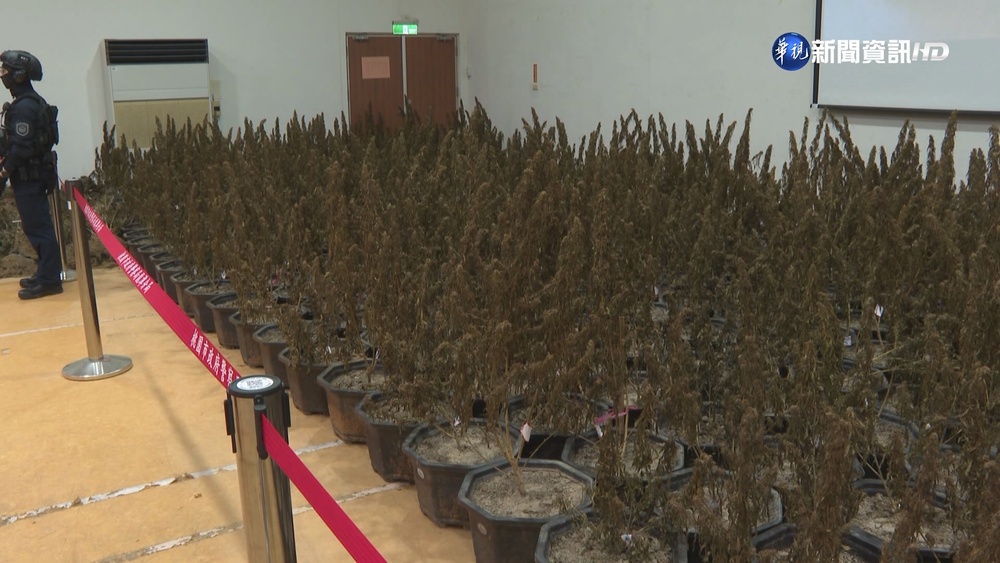 市價12億! 松聯幫大老軍營旁種逾4千株大麻