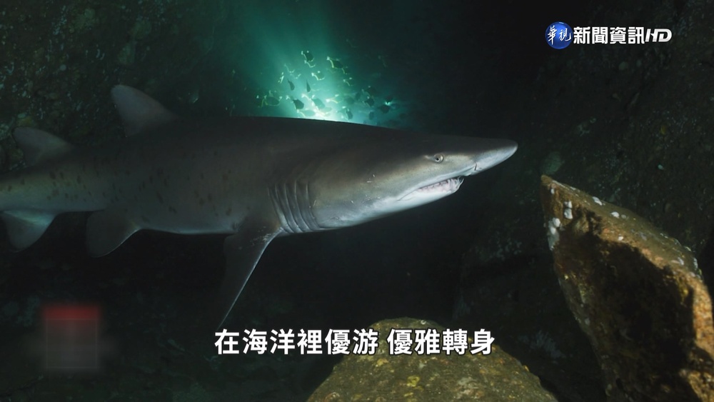 聯合國氣候峰會閉幕 16歲少女保護瀕危鯊