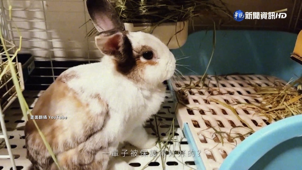 北市競選片大戰！中以白兔.泡水車暗諷 蔣邀侯.盧合體