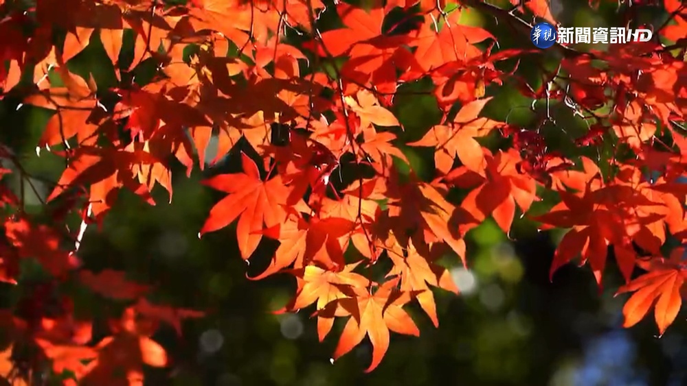 武陵農場"追楓"! 賞楓最佳期"月底至下月中"