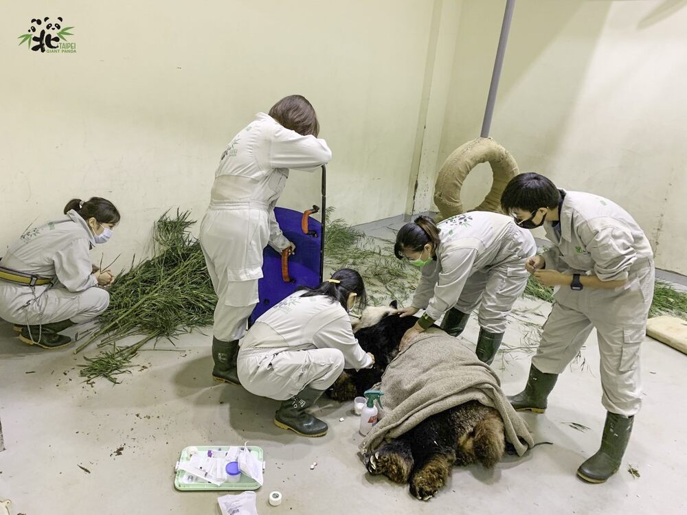 團團來台14年麻醉中離世 國台辦：感到痛心和惋惜