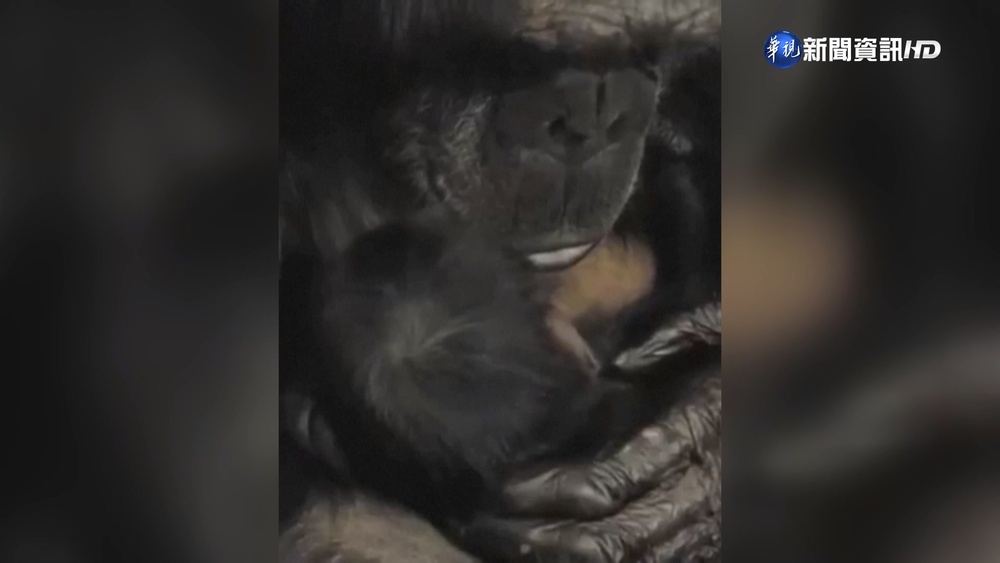 母猩猩剖腹後首見子 "抱緊處理"太感人!