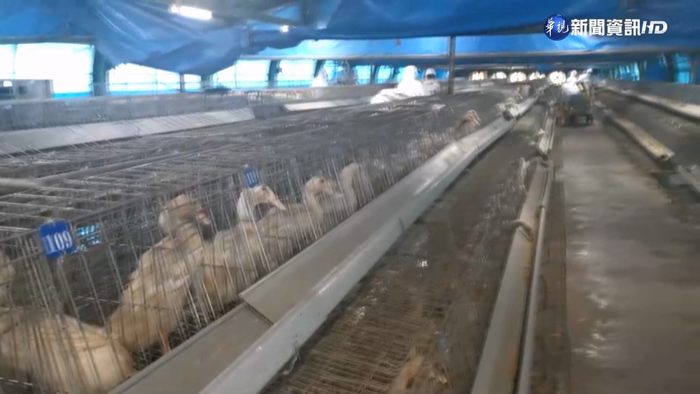 台南.宜蘭檢出H5N1禽流感 種鴨場已清消