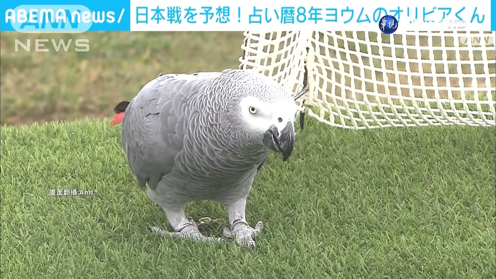 足感心!日本球迷太暖心 看完開幕戰幫清垃圾