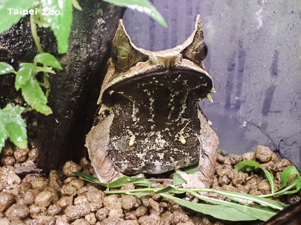 偽裝高手三角枯葉蛙 時隔5年再次產下一窩蛋