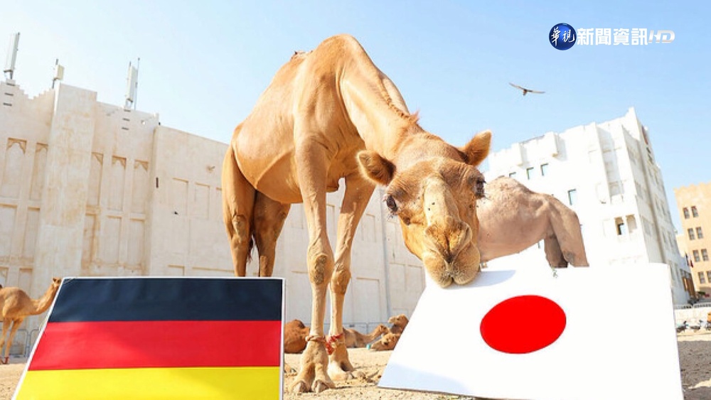 新任章魚哥誕生?"駱駝Tuktok"神準預測日逆轉德