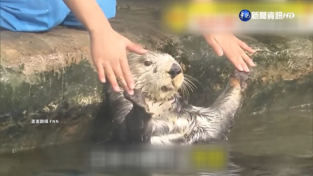 神預測"日贏德" 福岡海獺預言贏第2戰失準!
