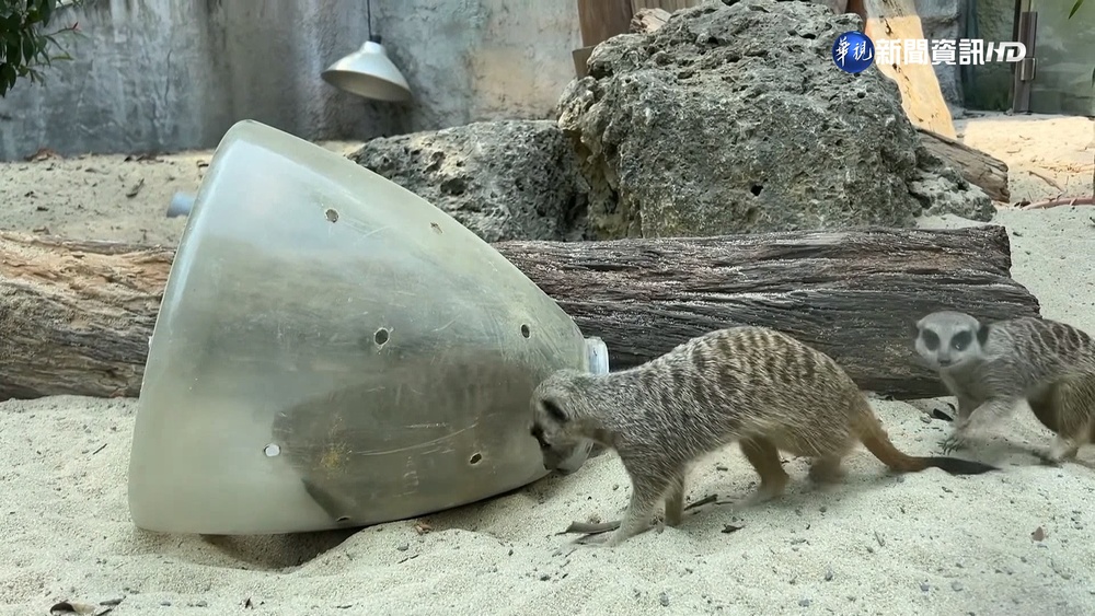 壽山動物園12/16重新開園 新建空中廊道