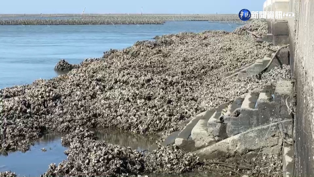 東石牡蠣大量死亡!收成量不到3成 蚵農嘆苦
