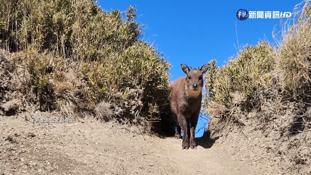 攀奇萊山沒遇"神獸" 喜遇長鬃山羊不怕人