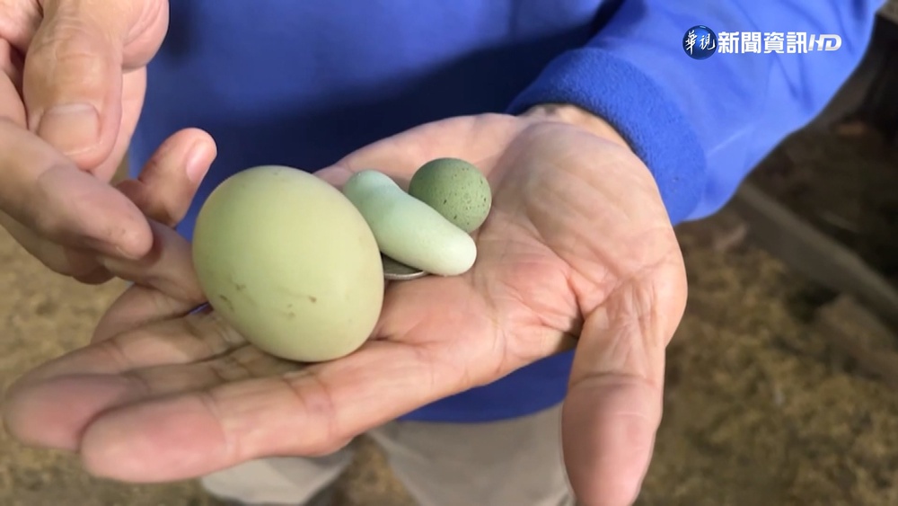 西馬尼烏雞產迷你蛋 10元大小猶如迷你冬瓜