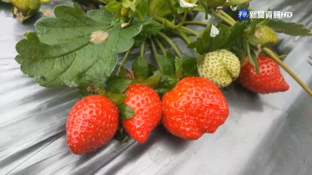 大湖草莓季開跑! 受原物料影響每斤漲50元