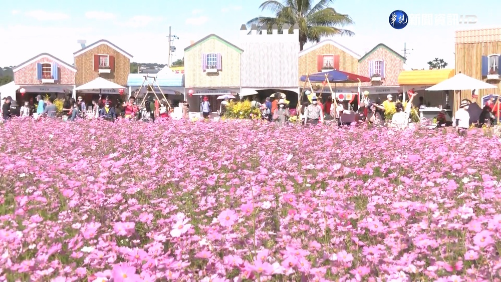 花毯節登場 20萬株花草打造台版普羅旺斯