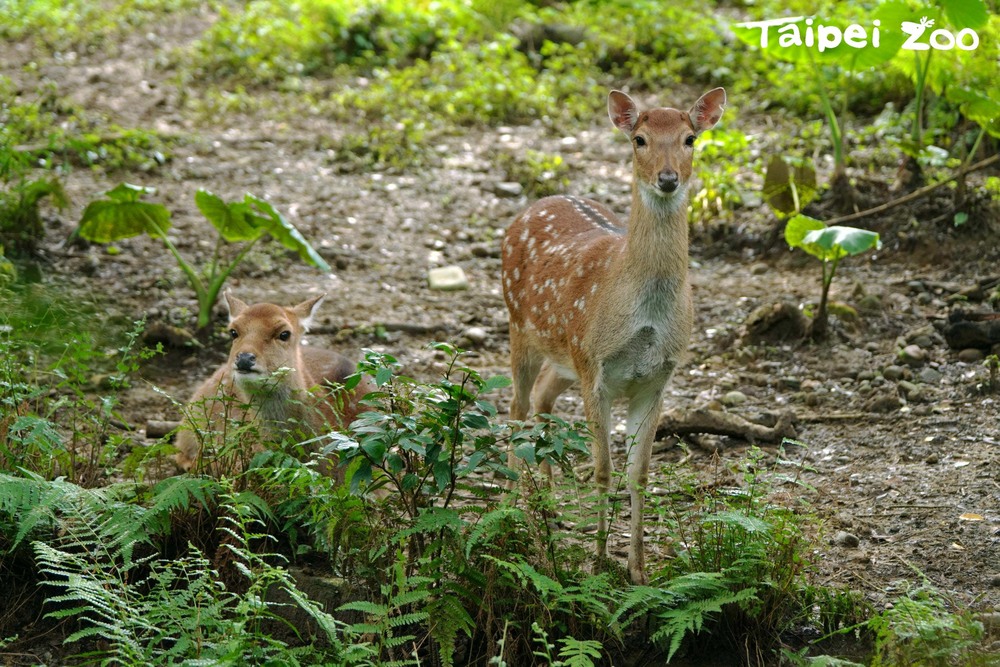 北市動物園揭園徽象徵：彰顯動物園對動物保育的重要性