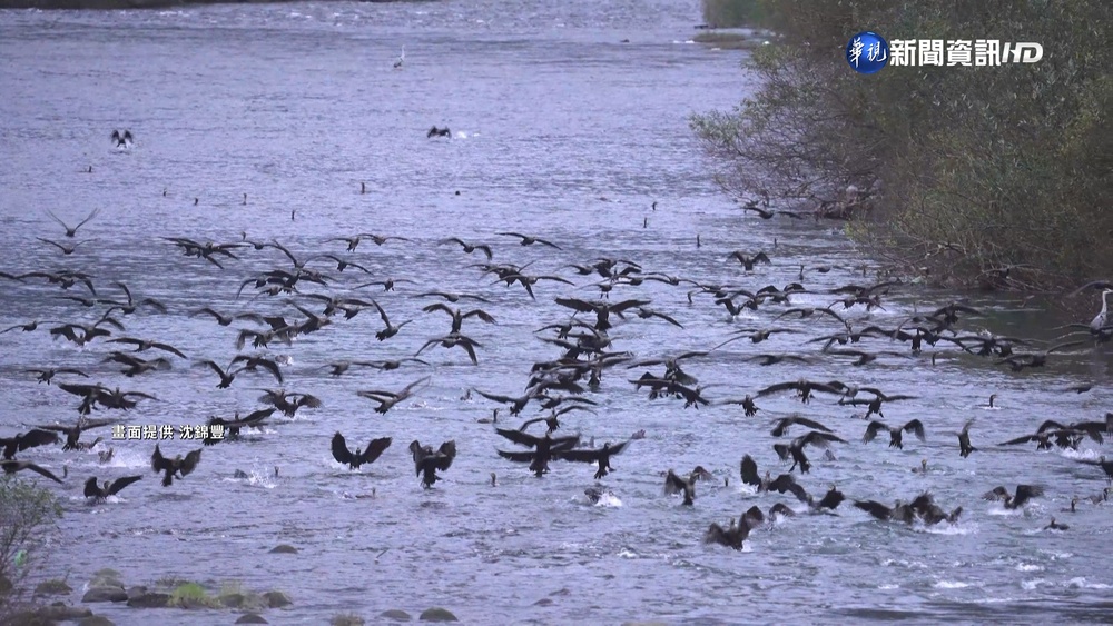 基隆河千隻鸕鶿盤旋 搶食吳郭魚壯觀!
