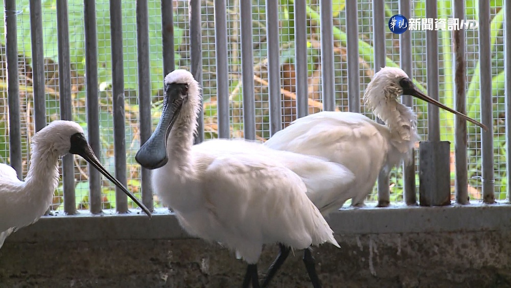 雨水少肉毒桿菌濃?! 14黑面琵鷺中毒釀4死