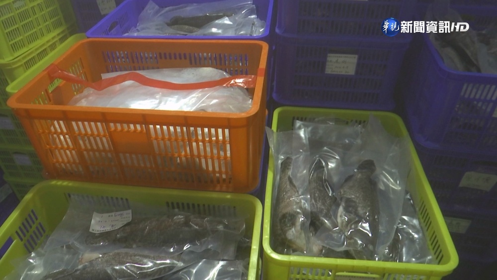 中再禁台水產 午仔魚養殖業者:有陣痛期