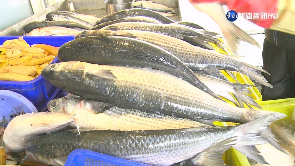 烏金來了! 彰化線西"先頭烏"500尾入港