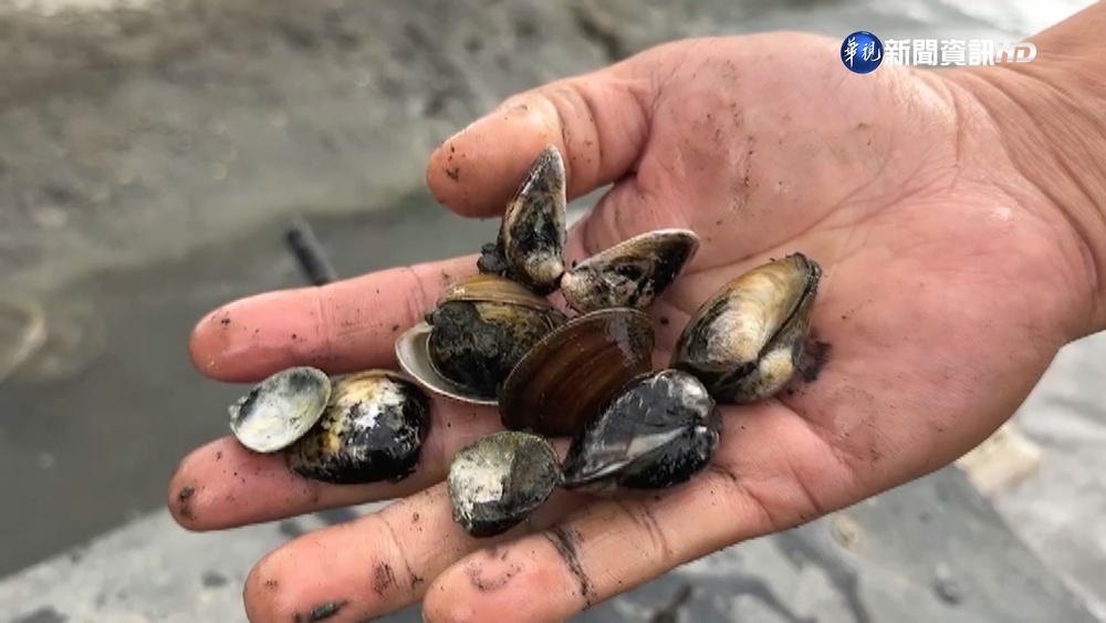 疑暖冬影響 雲林台西文蛤採收前缺氧暴斃