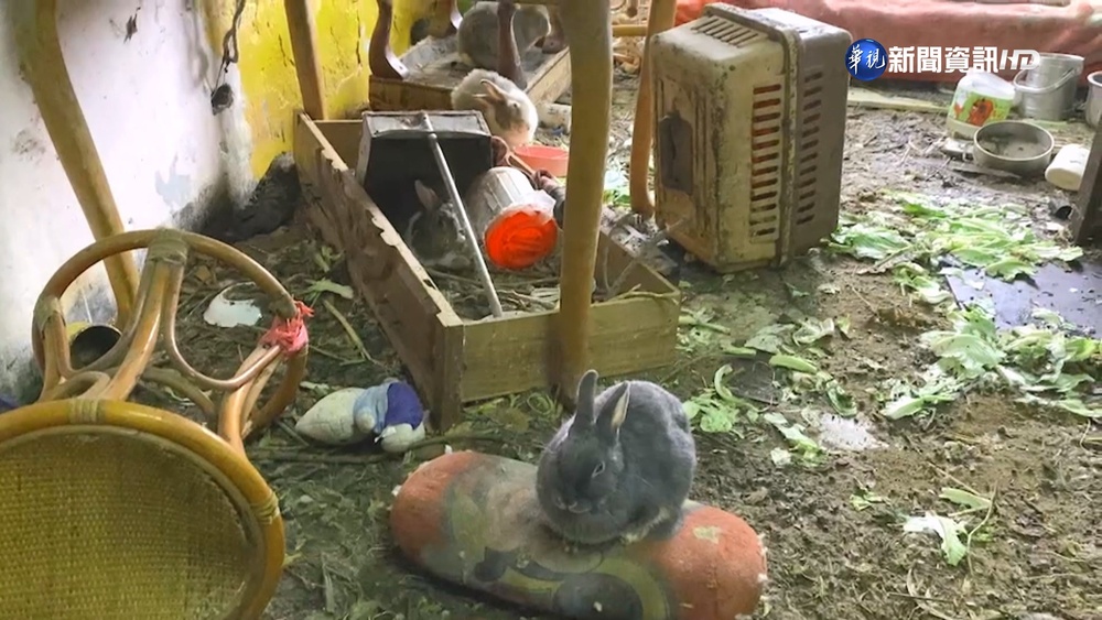 80隻兔窩惡臭.環境髒亂 鄰居難忍怒報警