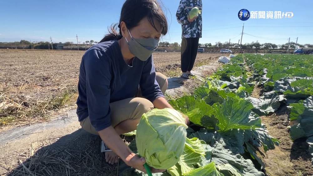 開放自採高麗菜後價格突漲 農民守信認賠