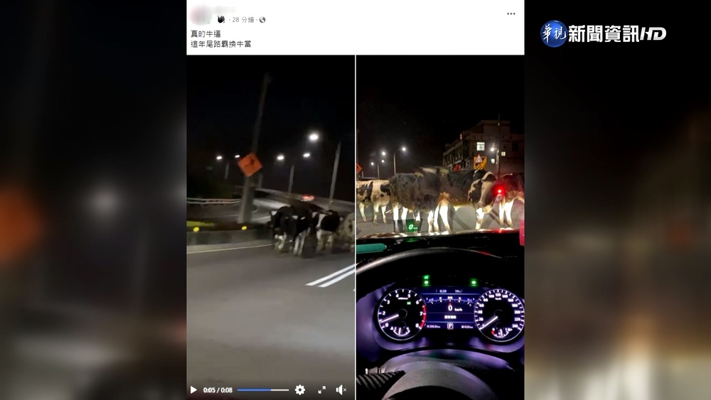 乳牛夜遊逛大街 警力出動攔截圍捕