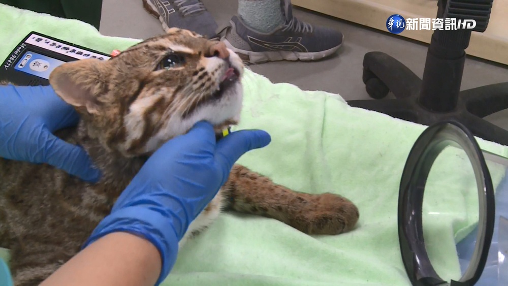 特生中心年救47石虎"破紀錄" 斷掌也能存活