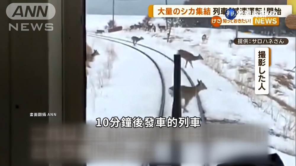 北海道幹線不速之客! "鹿親"鐵軌因缺鐵質?