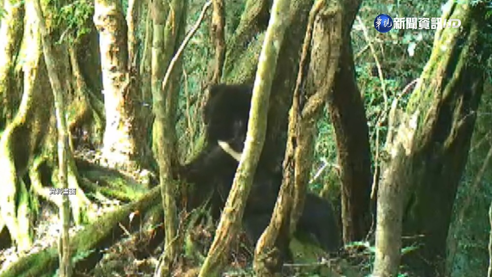 台灣黑熊"三貼"乘車 後方車輛驚見獵槍!