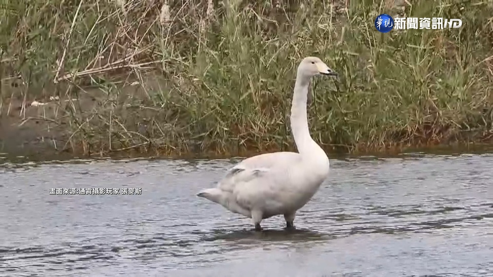 迷路了? 芬蘭國鳥"黃嘴天鵝"落單現通霄
