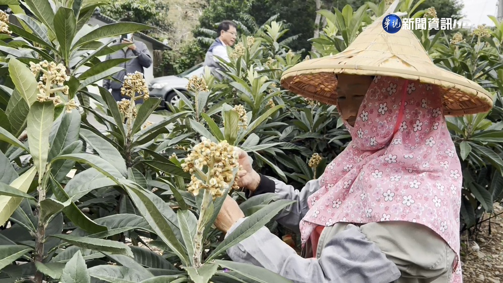 具"潤喉清肺"功能! 台東枇杷花供不應求