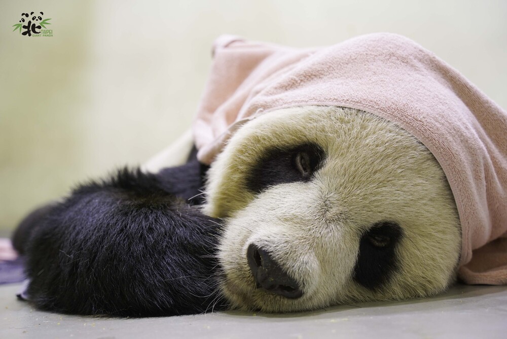 「團團」解剖報告出爐：原發性腦瘤致癲癇發作 動物園說明團團遺體如何處理