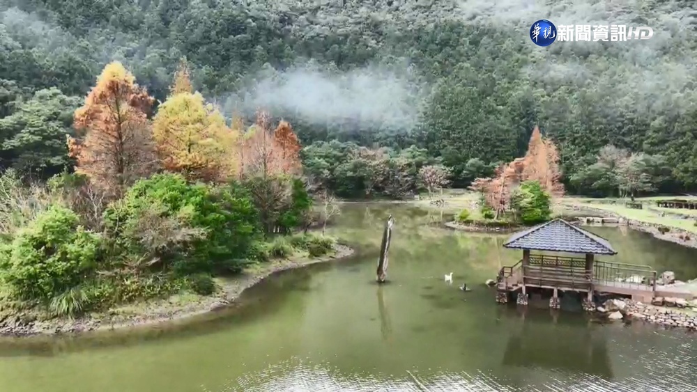 明池山莊落羽松漸層變色 民眾搶看山中美景
