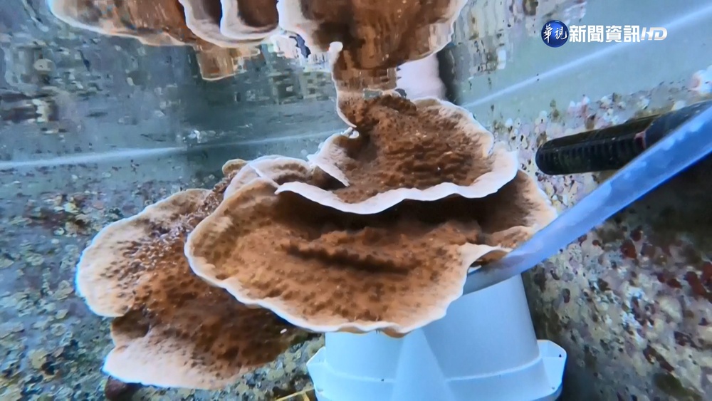 搶救珊瑚! "冷凍精子.人工授精"保多樣性