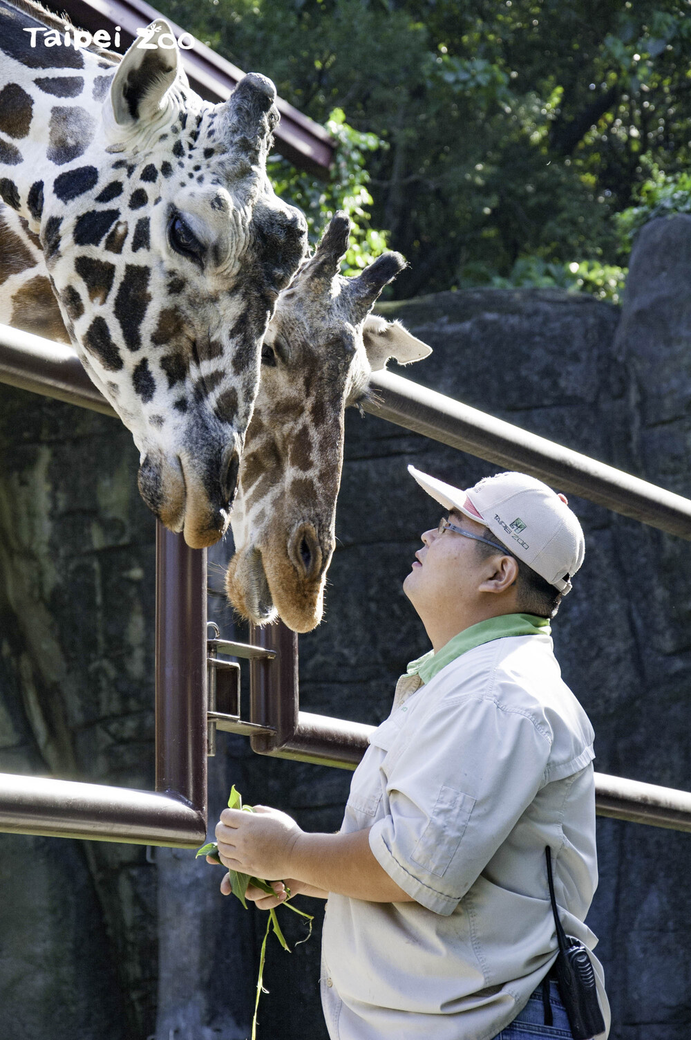 高齡的長頸鹿「菊忠」19日晚間過世／動物園提供