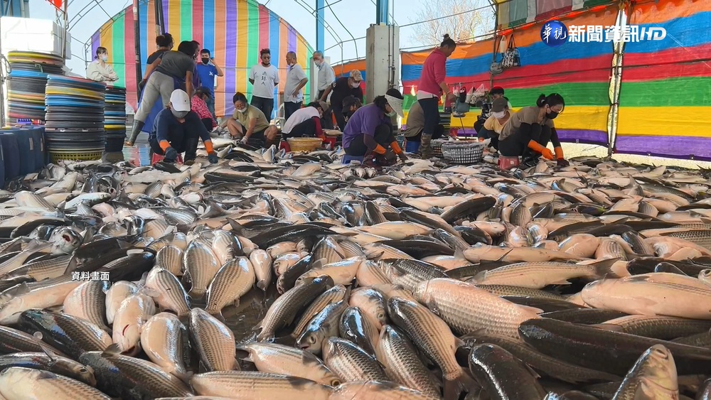 "烏金"伴寒流準時報到 雲林漁民大豐收