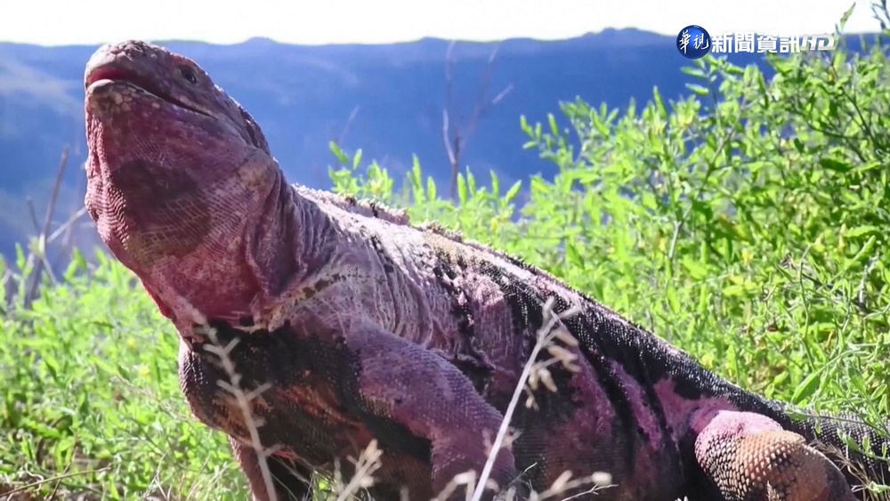 罕見! 加拉巴哥粉紅陸鬣蜥"首度發現幼體"