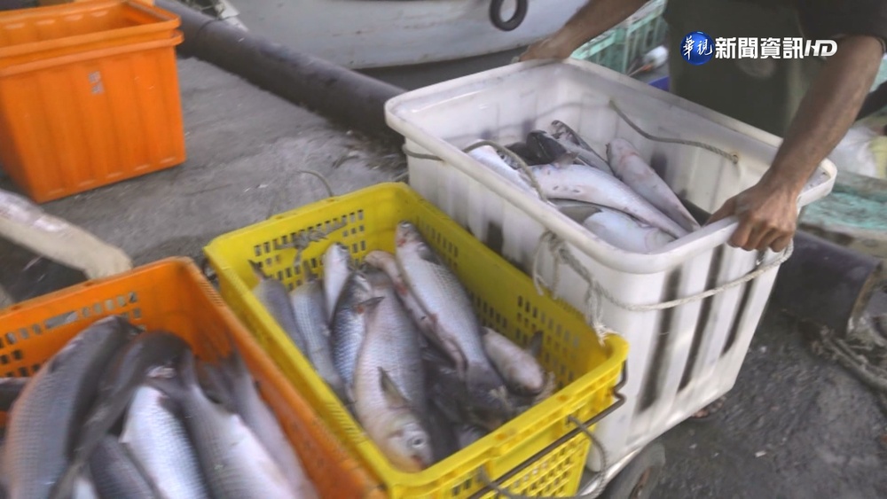 寒流捕烏魚9千尾! 漁民年終進帳400萬樂翻