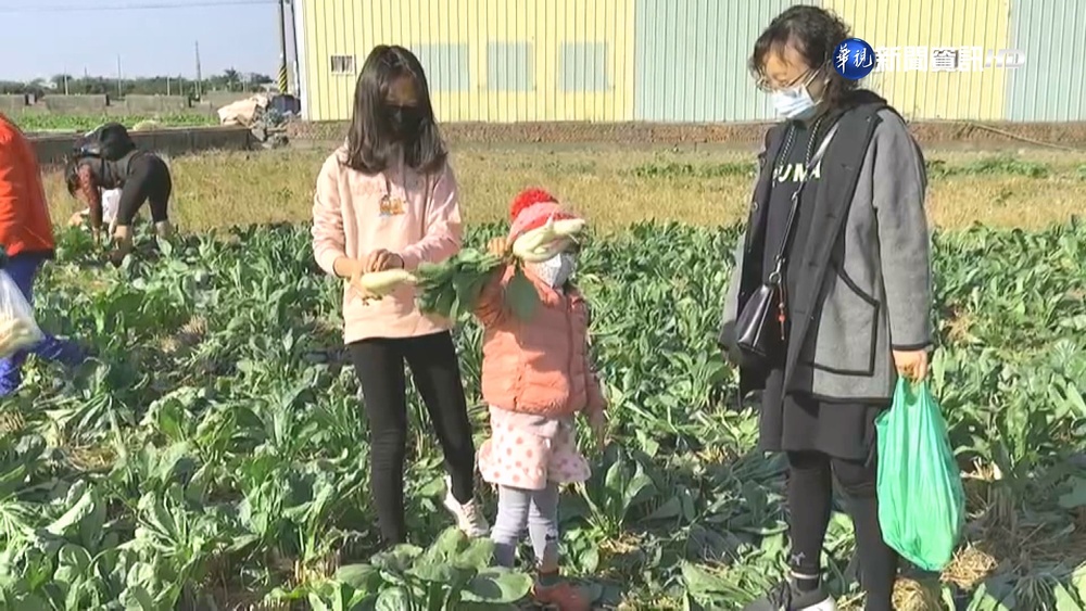 俗! 蘿蔔自採5元/斤 家長帶孩體驗田園樂