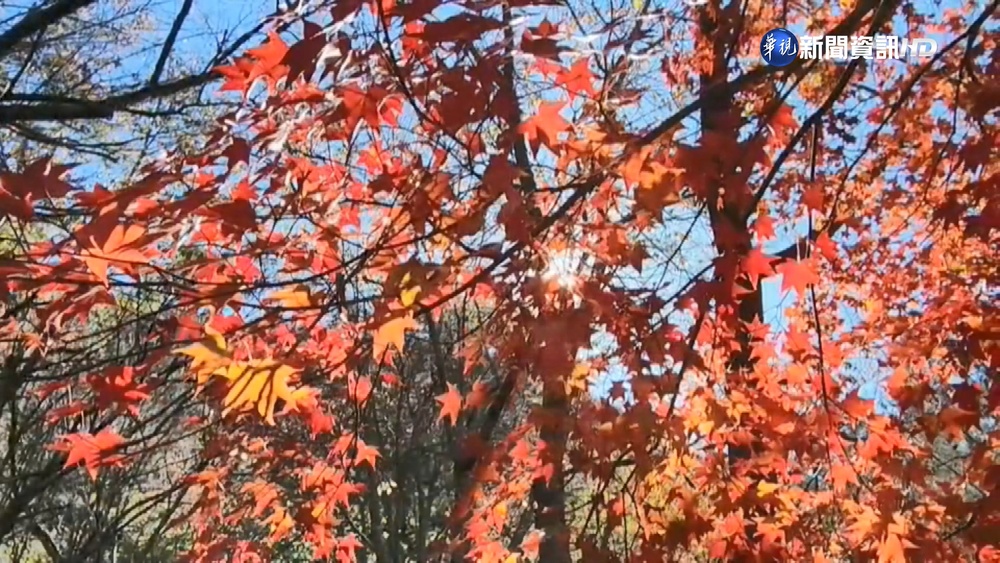 武陵農場楓葉"綠黃紅"交織 梅花繽紛點綴