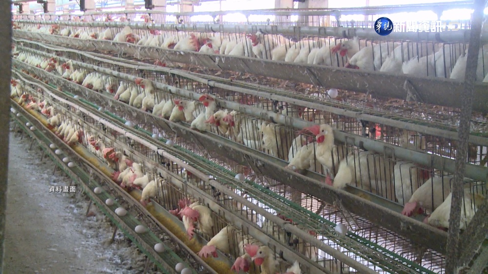 禽流感傳染高峰! 今年累計撲殺逾38萬隻家禽