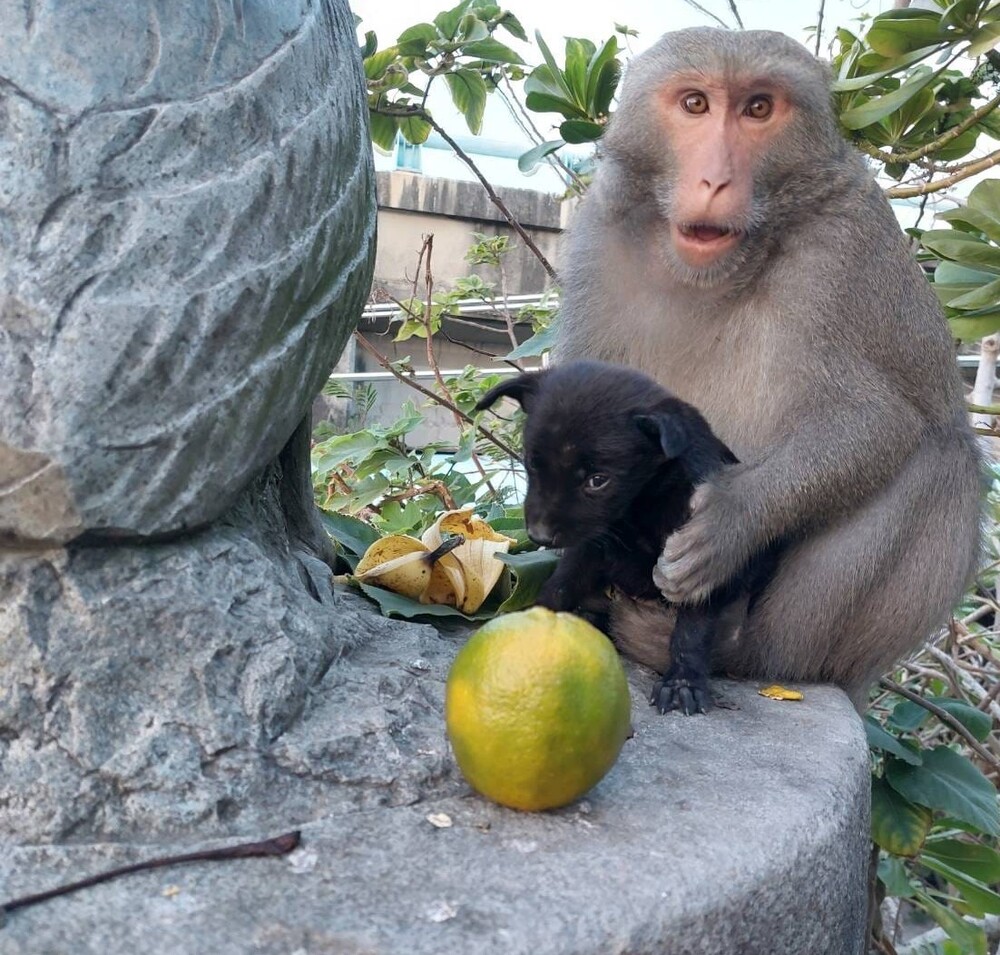 東石「獼猴抱小黑狗」 小狗被發現明顯死亡 獼猴協會曾協助救援遭居民阻撓