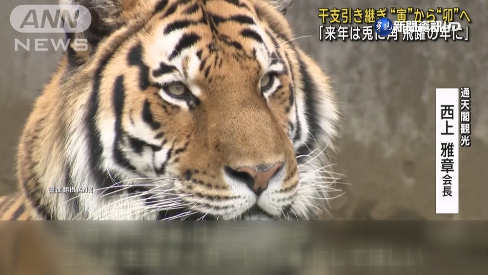 告別虎年迎兔年! 日本大阪舉行"生肖交接"