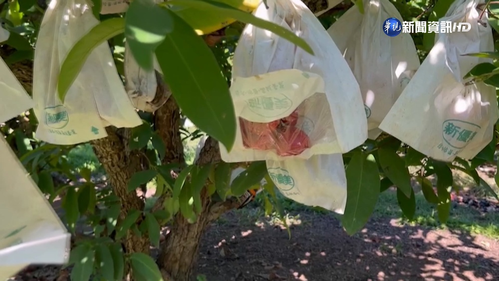 寒流襲!屏東蓮霧落果嚴重 台南虱目魚凍死