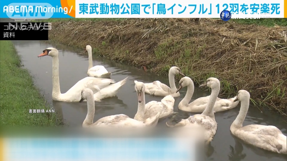 日本爆發禽流感疫情 動物園也遭波及