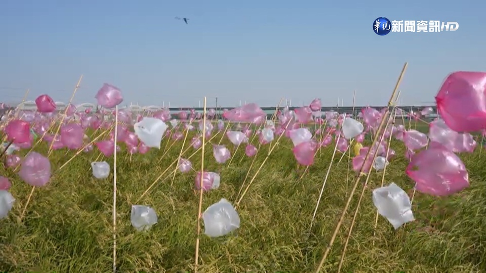 稻田成熟鳥群爭食 新港稻農自製趕鳥神器