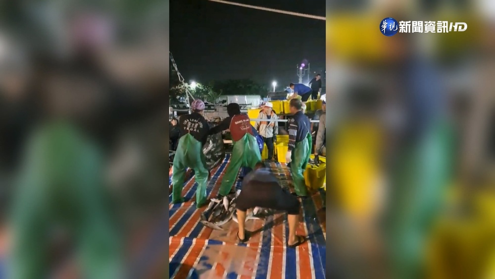 年終獎金"烏金"進帳! 高雄船隊捕獲萬尾